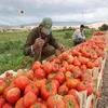 الصادرات الزراعية