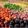 تراجع الصادرات الزراعية المصرية بنسبة 25% بسبب أزمة كورونا.. حقيقة ان شائعة