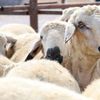 شروط الأضحية 