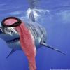 القرش السعودي  