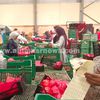 تصدير الرمان للخارج