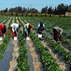 المزارع في مصر