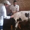 تحصين الماشية ضد الحمى القلاعية بالبحيرة 