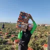 حصاد الطماطم 