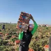 حصاد الطماطم  