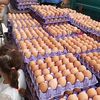 أسعار البيض