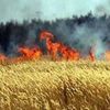حريق القمح- أرشيفية 