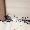 الحشرات في الصيف 