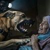 كلب إسرائيلي يهاجم فلسطينية 