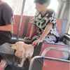 انتشار كلاب داخل أتوبيسات النقل العام