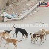 هجوم الكلاب الضارة علي قرية منيا الحيط بالفيوم