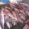 أسعار الأسماك اليوم 