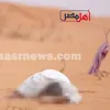 أرشيفية