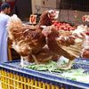 أسعار الدواجن في السوق 