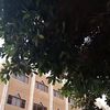 محيط اللجان 