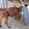 تحصين الثروة الحيوانية ببنى سويف 
