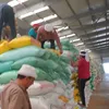  القمح 