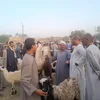 سوق الماشية بسوهاج 