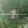 الحادث