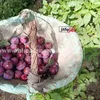 حصاد البرقوق 
