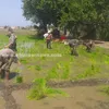 زراعة شتلات الأرز بحقول كفر الشيخ 