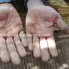 صناعة الحصر بقرى الغربية 