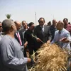 موسم توريد القمح في قنا 