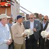 محصول القطن ببنى سويف 