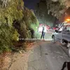 صور سقوط شجرة ضخمة بالإسماعيلية 