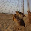 محافظة مطروح