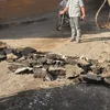 نفق السمك