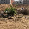 سقوط شجرة الزيتون