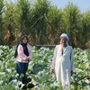 صور الكرنب