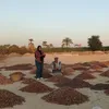 صور مسطاح البلح