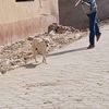  كلاب الشوارع   