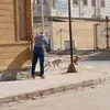 كلاب الشوارع  