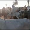 سوق حمير 