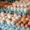 اسعار البيض