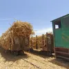 قطار القصب