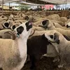  أسعار الأضاحي اليوم