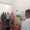 العجل 
