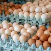 أسعار البيض اليوم 