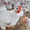 أسعار الفراخ اليوم