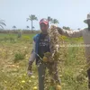 استغاثة مزارعي الأناناس بالبرلس 