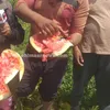 استغاثة مزارعي البطيخ بالبرلس 
