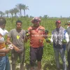 استغاثة مزارعي البطيخ بالبرلس 