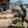 الاضاحي في مصر