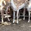 الغزاله الهاربة