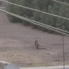 ثعالب داخل فناء مدرسة 