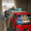 جانب من توريد القمح 